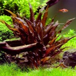 红波浪椒草-缩略图-4