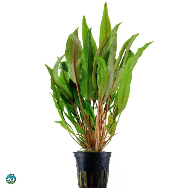 阔叶波浪椒草-1