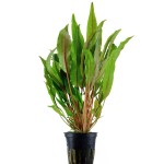 阔叶波浪椒草-缩略图-1