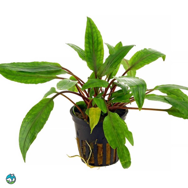 阔叶波浪椒草-2