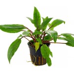 阔叶波浪椒草-缩略图-2