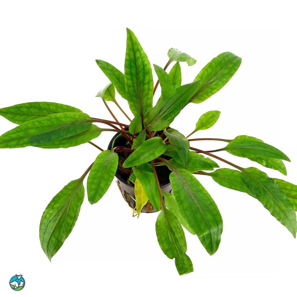 阔叶波浪椒草-3