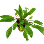 阔叶波浪椒草-缩略图-3