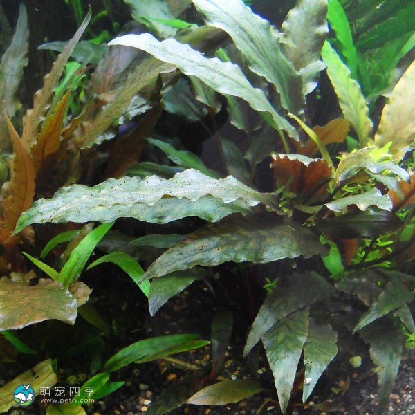 阔叶波浪椒草-4