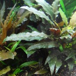 阔叶波浪椒草-缩略图-4