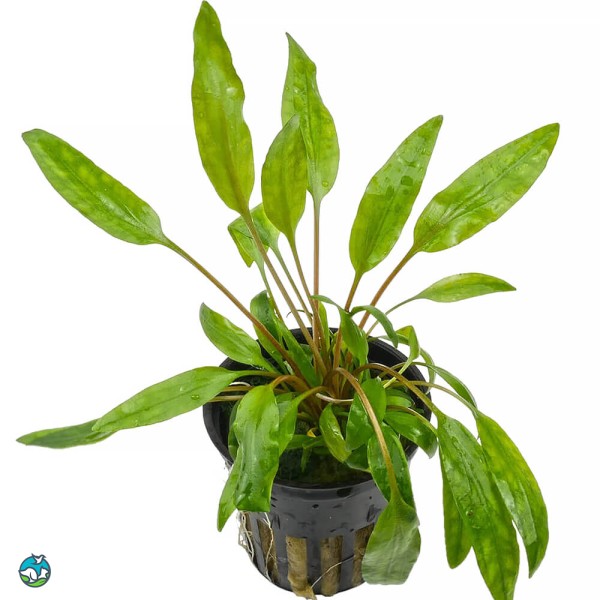 阔叶波浪椒草-5