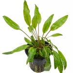 阔叶波浪椒草-缩略图-5