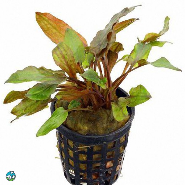 阔叶波浪椒草-6