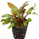 阔叶波浪椒草-缩略图-6