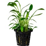 露茜椒草-缩略图-1