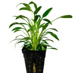 露茜椒草-缩略图-2