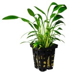 露茜椒草-缩略图-3