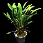 露茜椒草-缩略图-4