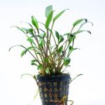 露茜椒草-缩略图-5