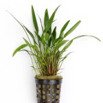 露茜椒草-缩略图-6