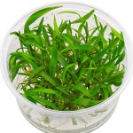 露茜椒草-缩略图-7