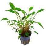 露茜椒草-缩略图-8