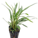 露茜椒草-缩略图-9