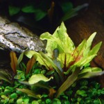 绿壁虎温蒂椒草-缩略图-1