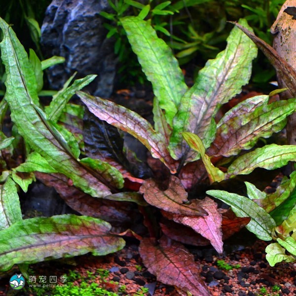 绿壁虎温蒂椒草-2