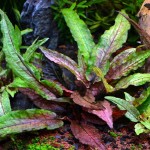 绿壁虎温蒂椒草-缩略图-2