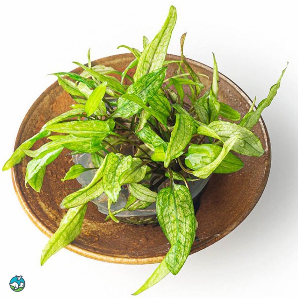 绿壁虎温蒂椒草-3