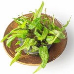 绿壁虎温蒂椒草-缩略图-3