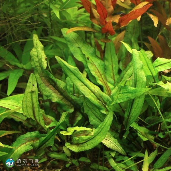 绿壁虎温蒂椒草-4