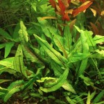 绿壁虎温蒂椒草-缩略图-4