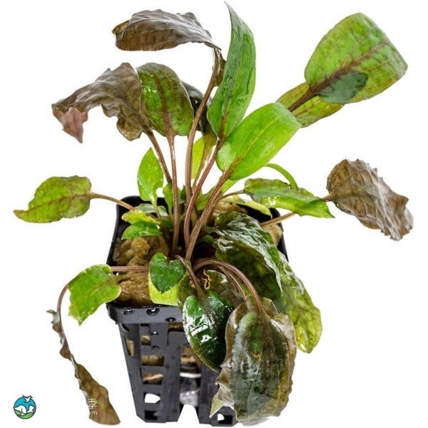 丹麦温蒂椒草-1