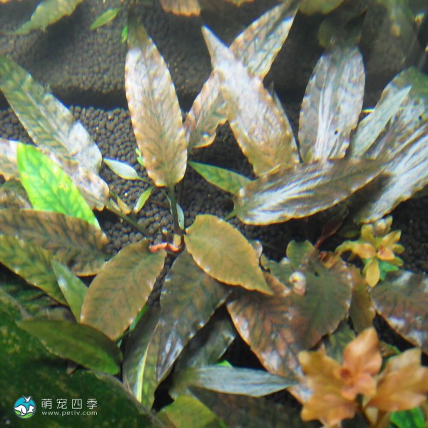 丹麦温蒂椒草-2