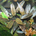 丹麦温蒂椒草-缩略图-2