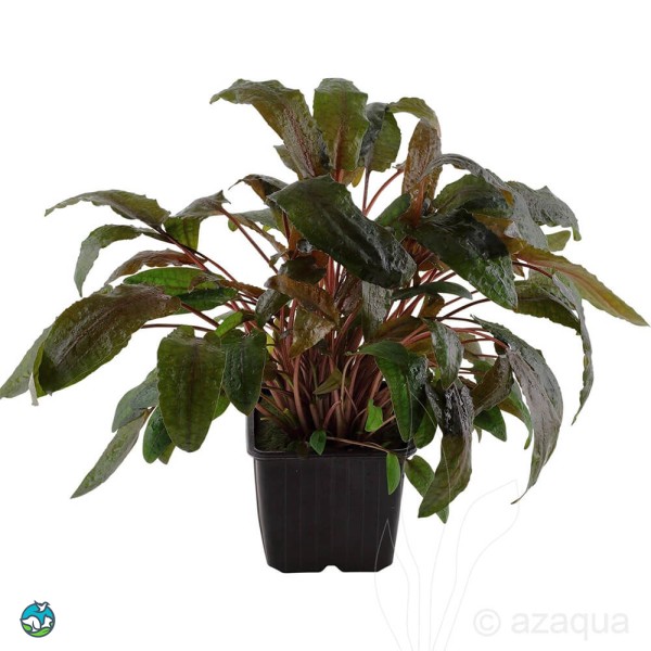 丹麦温蒂椒草-3