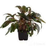 丹麦温蒂椒草-缩略图-3