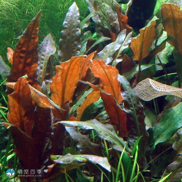 丹麦温蒂椒草-4