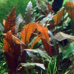 丹麦温蒂椒草-缩略图-4