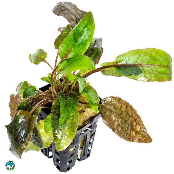 丹麦温蒂椒草-5