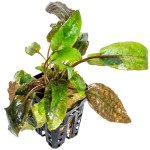 丹麦温蒂椒草-缩略图-5