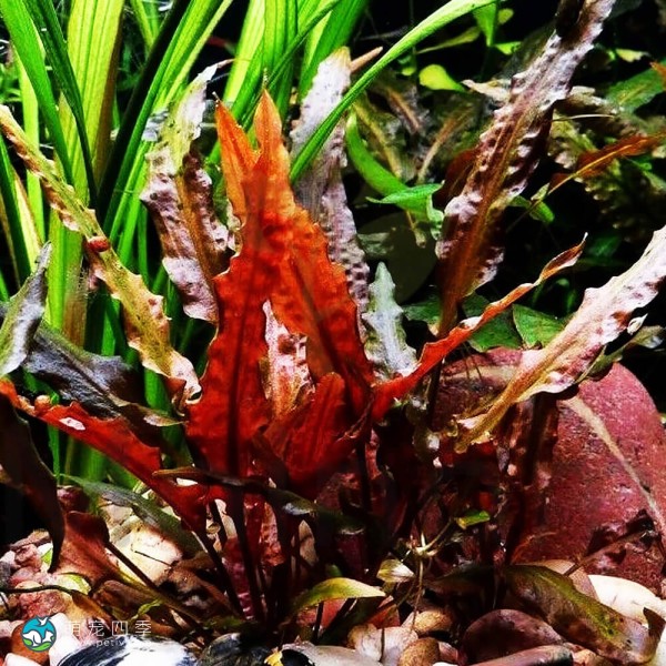 丹麦温蒂椒草-6