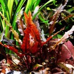 丹麦温蒂椒草-缩略图-6