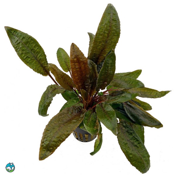 丹麦温蒂椒草-7