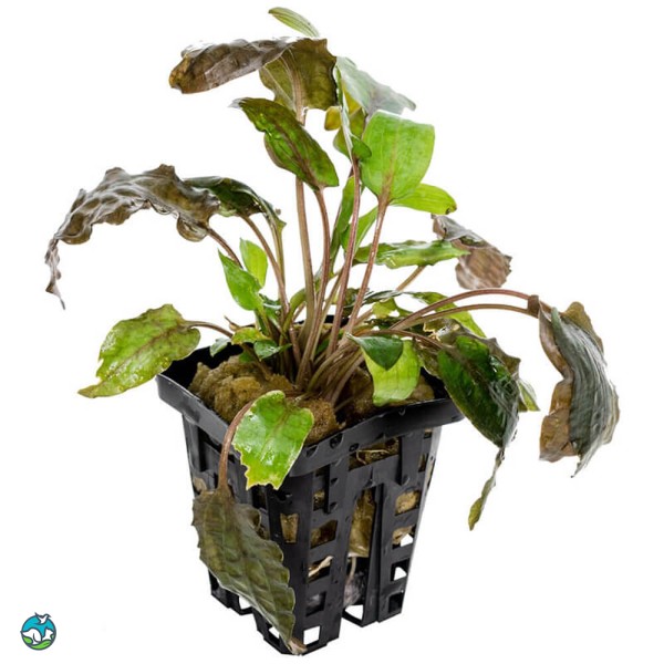 丹麦温蒂椒草-8