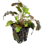 丹麦温蒂椒草-缩略图-8