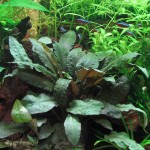 丹麦温蒂椒草-缩略图-9