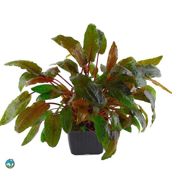 丹麦温蒂椒草-10