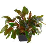 丹麦温蒂椒草-缩略图-10