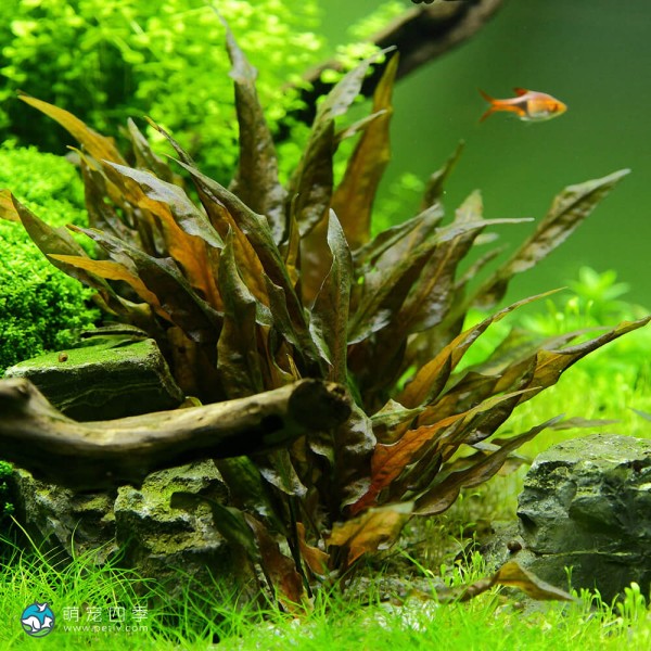 丹麦温蒂椒草-11