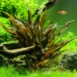 丹麦温蒂椒草-缩略图-11