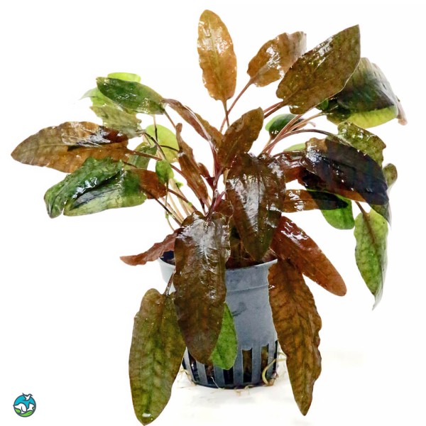 丹麦温蒂椒草-12