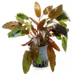 丹麦温蒂椒草-缩略图-12